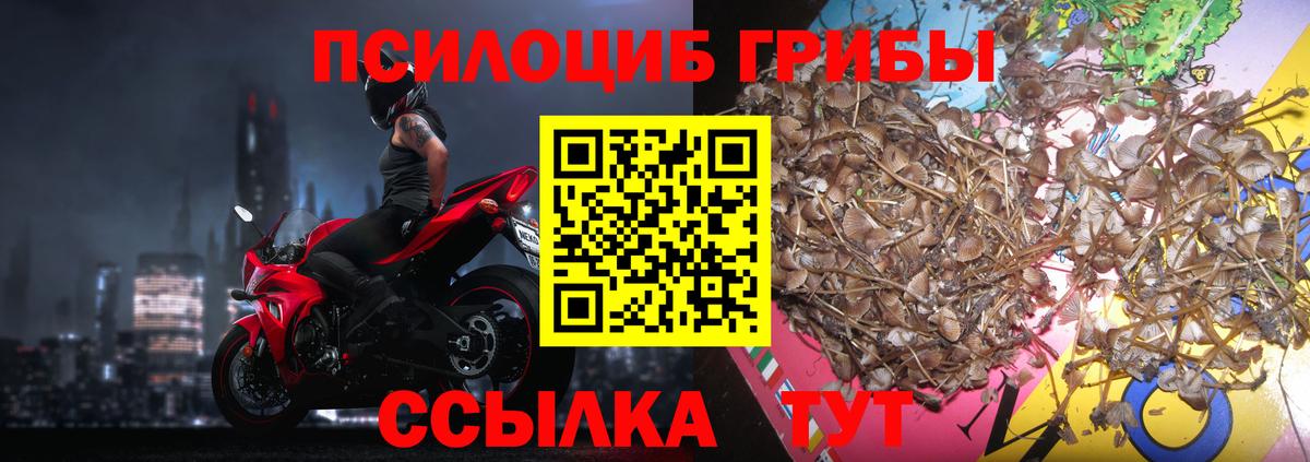 Псилоцибиновые грибы Cubensis Ревда